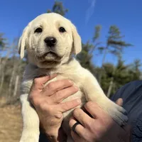 India, a female Akbash and Anatolian Shepherd Dog for sale in Crozet, VA – Photo 5 of 7