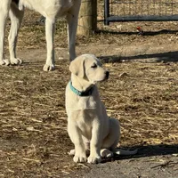 India, a female Akbash and Anatolian Shepherd Dog for sale in Crozet, VA – Photo 3 of 7