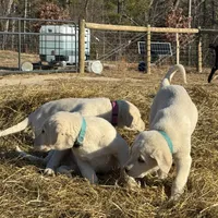 India, a female Akbash and Anatolian Shepherd Dog for sale in Crozet, VA – Photo 7 of 7