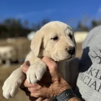 Whiskey, a male Akbash and Anatolian Shepherd Dog for sale in Crozet, VA – Photo 9 of 9