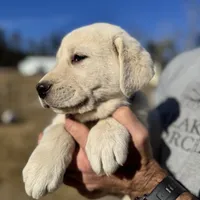Whiskey, a male Akbash and Anatolian Shepherd Dog for sale in Crozet, VA – Photo 6 of 9