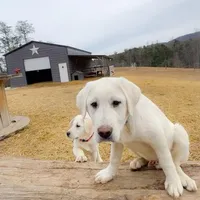 Whiskey, a male Akbash and Anatolian Shepherd Dog for sale in Crozet, VA – Photo 2 of 9