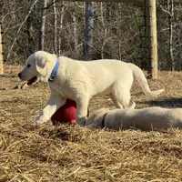 Whiskey, a male Akbash and Anatolian Shepherd Dog for sale in Crozet, VA – Photo 5 of 9