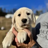 Whiskey, a male Akbash and Anatolian Shepherd Dog for sale in Crozet, VA – Photo 7 of 9