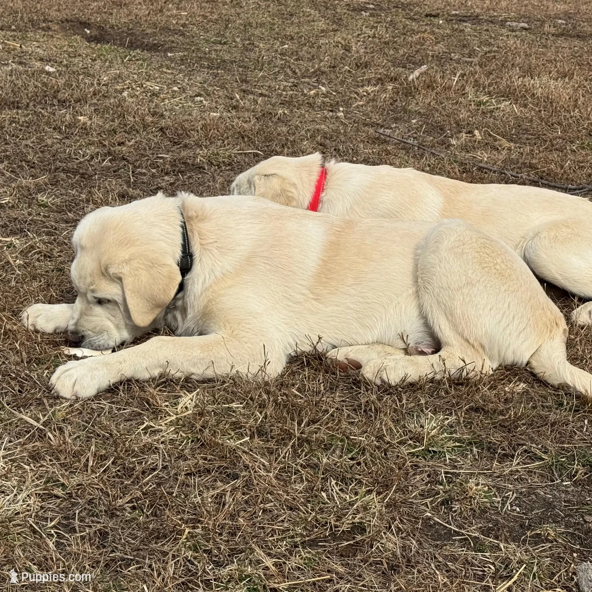 Alpha, a male Akbash and Anatolian Shepherd Dog for sale in Crozet, VA – Photo 2 of 7