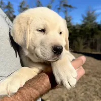 Alpha, a male Akbash and Anatolian Shepherd Dog for sale in Crozet, VA – Photo 4 of 7