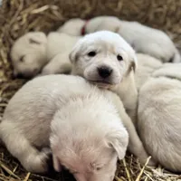 Alpha, a male Akbash and Anatolian Shepherd Dog for sale in Crozet, VA – Photo 7 of 7