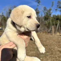 Alpha, a male Akbash and Anatolian Shepherd Dog for sale in Crozet, VA – Photo 6 of 7