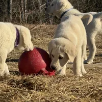 Alpha, a male Akbash and Anatolian Shepherd Dog for sale in Crozet, VA – Photo 3 of 7