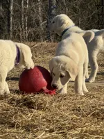 processed/a5af1285-2a47-44da-b2b9-e003327a65b2/listing/f6f53977-423b-42bb-bbeb-58f47459c224/4eea78bc-5f90-4a7c-94fa-a47212c66a6d