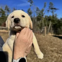 Alpha, a male Akbash and Anatolian Shepherd Dog for sale in Crozet, VA – Photo 5 of 7