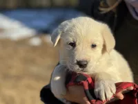 processed/a5af1285-2a47-44da-b2b9-e003327a65b2/listing/f6f53977-423b-42bb-bbeb-58f47459c224/c9a520c0-90eb-45ba-bf23-a51900fb491c