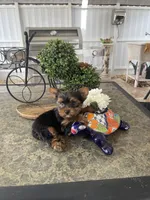 Blue, a male Yorkshire Terrier for sale in Hialeah, FL – 1 of 1