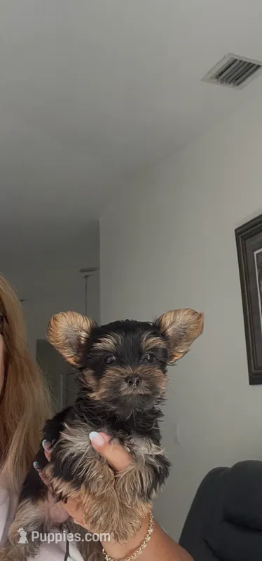 Princess – Yorkshire Terrier puppy for sale in Hialeah, FL