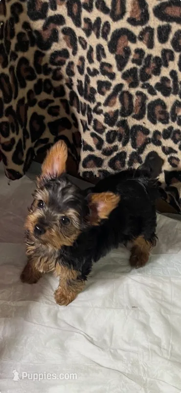 Leo – Yorkshire Terrier puppy for sale in Hialeah, FL