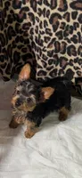 Leo, a male Yorkshire Terrier for sale in Hialeah, FL – 1 of 1