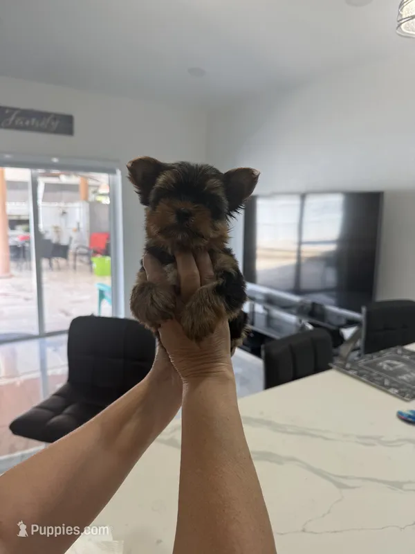 Bella – Yorkshire Terrier puppy for sale in Hialeah, FL
