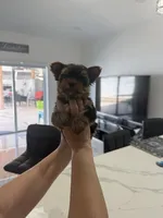 Bella, a female Yorkshire Terrier for sale in Hialeah, FL – 1 of 1