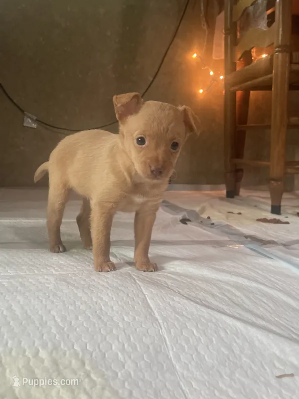 Difference , a female Chihuahua for sale in Cave City, KY – 1 of 2