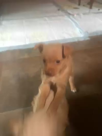 Difference , a female Chihuahua for sale in Cave City, KY – 2 of 2