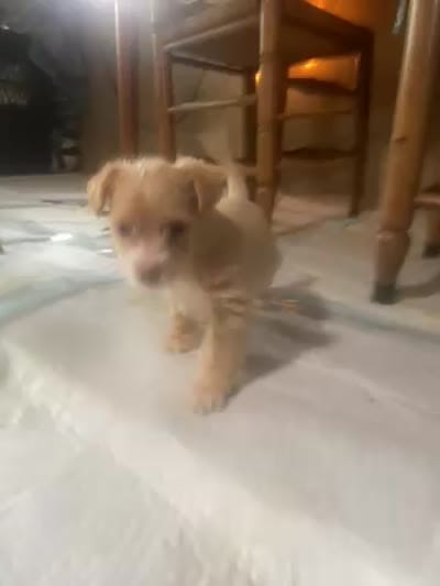 Curiosity , a male Chipoo for sale in Cave City, KY – 2 of 2