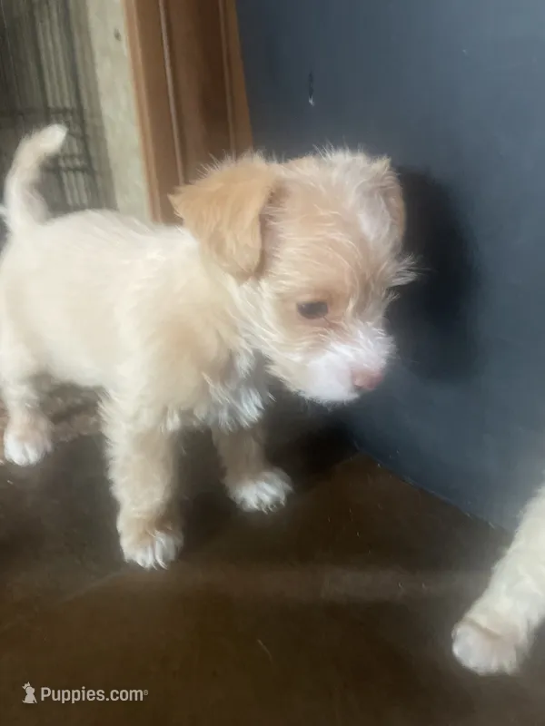 Curiosity  – Chipoo puppy for sale in Cave City, KY