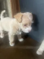 Curiosity , a male Chipoo for sale in Cave City, KY – 1 of 2