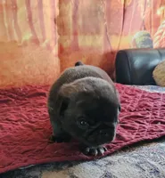 D-1, a male Pug for sale in Oakville, WA – 2 of 3