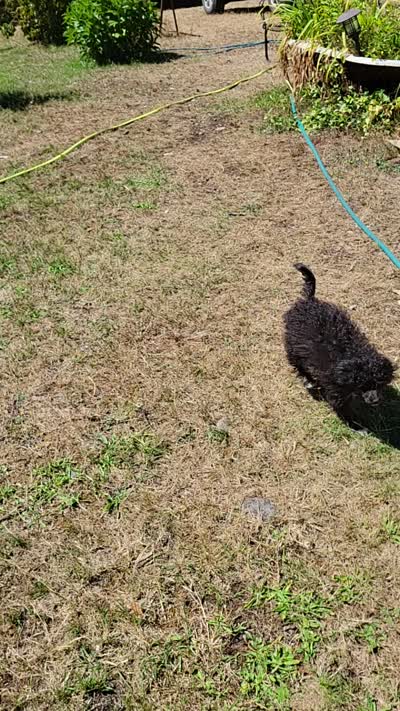 Stella , a female Pomapoo for sale in Oakville, WA – 10 of 10
