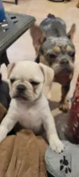 Cream cheese , a female Pug and Frenchton for sale in Oakville, WA – 3 of 7