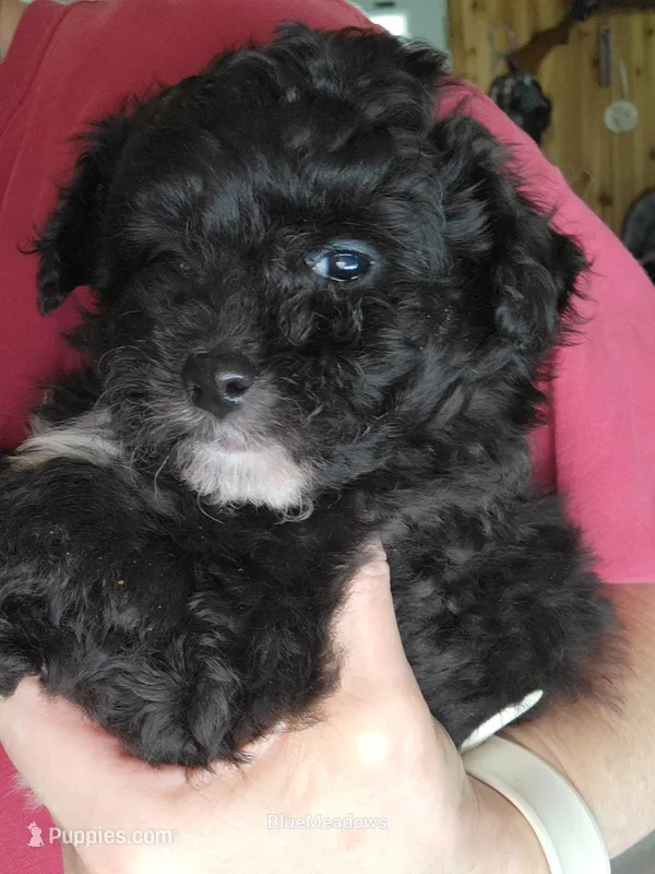Stella  – Pomapoo puppy for sale in Oakville, WA