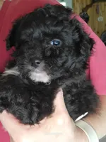 Stella , a female Pomapoo for sale in Oakville, WA – 1 of 2