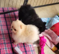 Ozzy, a male Pomeranian for sale in Oakville, WA – 2 of 4