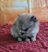 S-1, a female Pomeranian for sale in Oakville, WA – 3 of 3