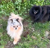 Ozzy, a male Pomeranian for sale in Oakville, WA – 8 of 9