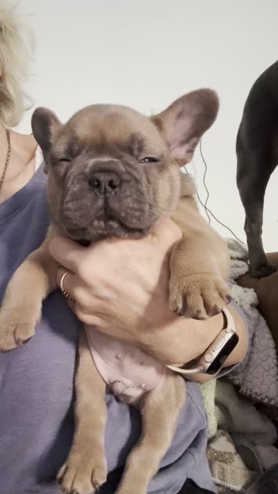 Chunk, a male French Bulldog for sale in Oakville, WA – 5 of 5
