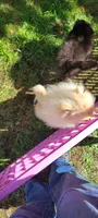 Ozzy, a male Pomeranian for sale in Oakville, WA – 9 of 10