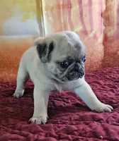D-2, a male Pug for sale in Oakville, WA – 2 of 2