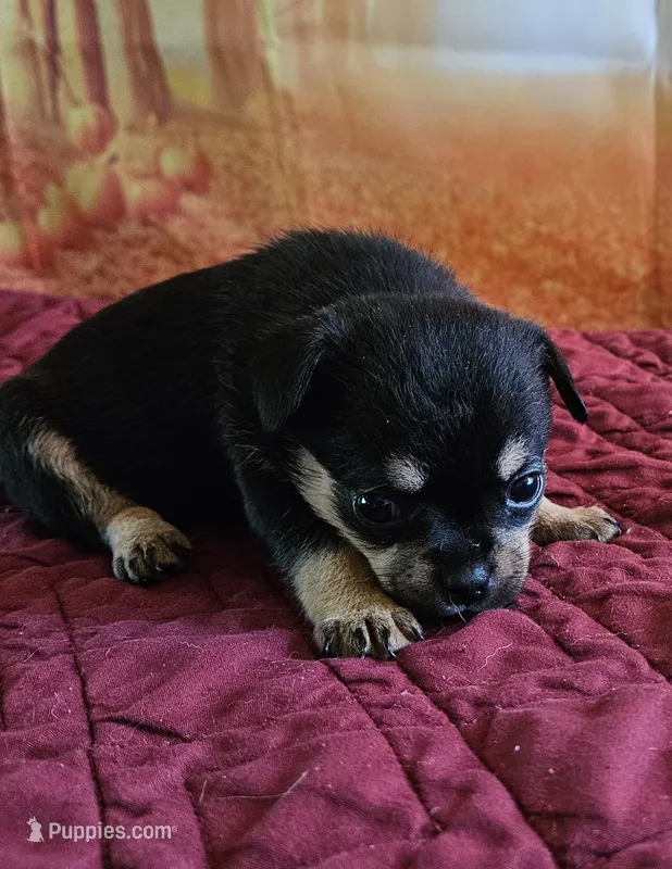 R-1 – French Bulldog, Pomeranian puppy for sale in Oakville, WA