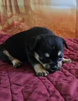 R-1, a female French Bulldog and Pomeranian for sale in Oakville, WA – 1 of 2
