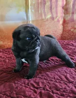 D-1, a male Pug for sale in Oakville, WA – 3 of 3