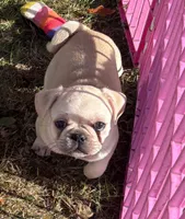 Cream cheese , a female Pug and Frenchton for sale in Oakville, WA – 1 of 7