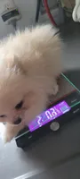 Ozzy, a male Pomeranian for sale in Oakville, WA – 5 of 9