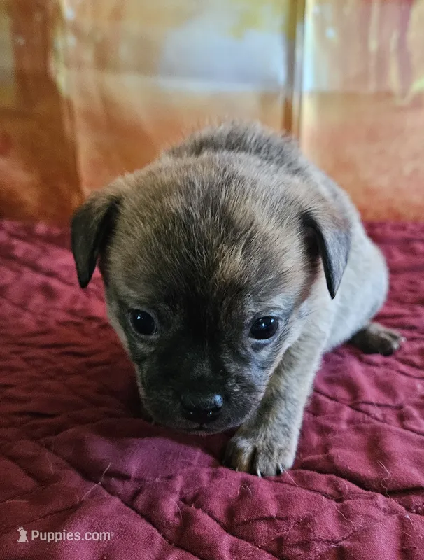 R-3 – French Bulldog, Pomeranian puppy for sale in Oakville, WA