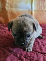 R-3, a female French Bulldog and Pomeranian for sale in Oakville, WA – 1 of 2
