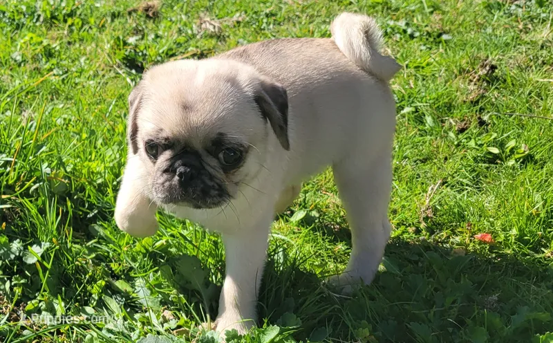 D-2 – Pug puppy for sale in Oakville, WA