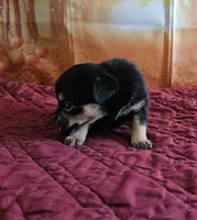 R-1, a female French Bulldog and Pomeranian for sale in Oakville, WA – 2 of 2