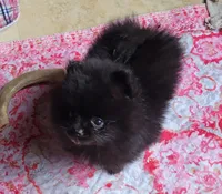 Breeze, a female Pomeranian for sale in Oakville, WA – 5 of 9