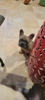 Chunk, a male French Bulldog for sale in Oakville, WA – 2 of 5