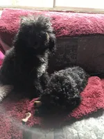 Stella , a female Pomapoo for sale in Oakville, WA – 8 of 9